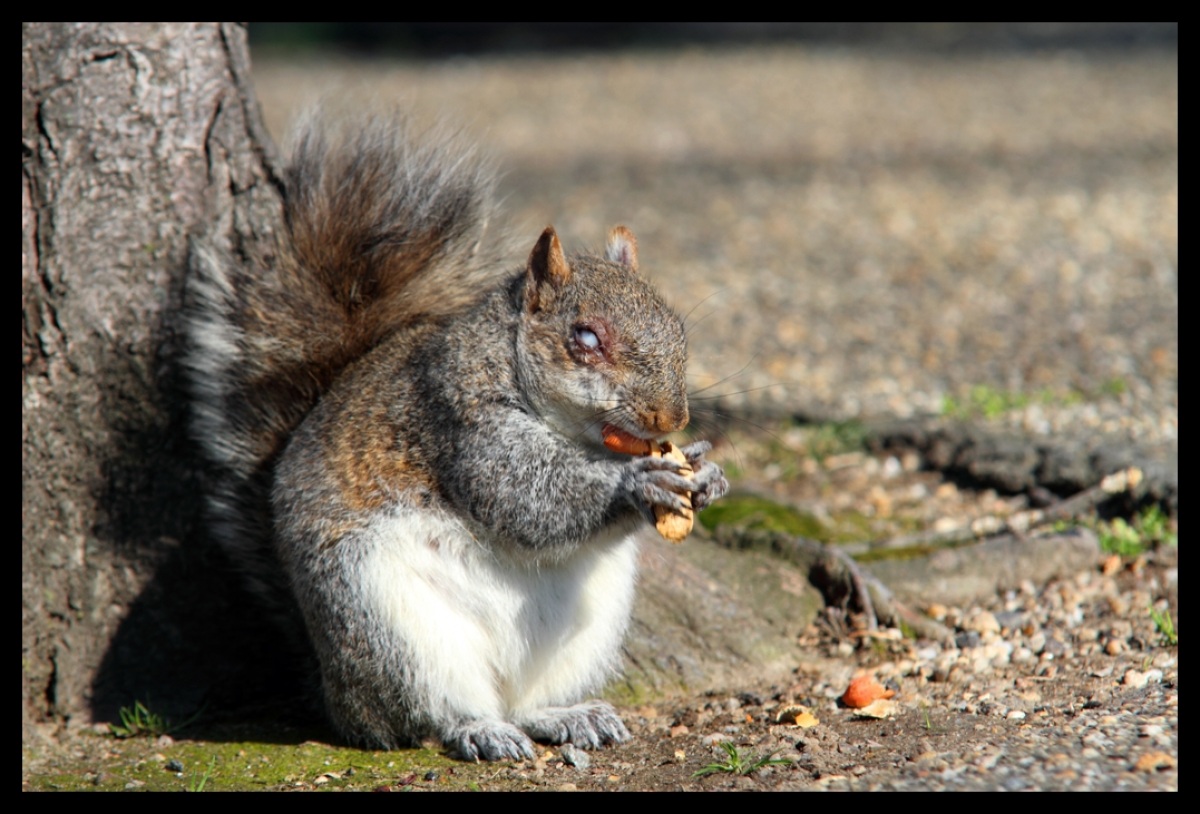 Gray squirrel