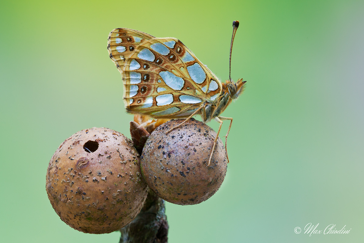 Max ... that sucks with this image!