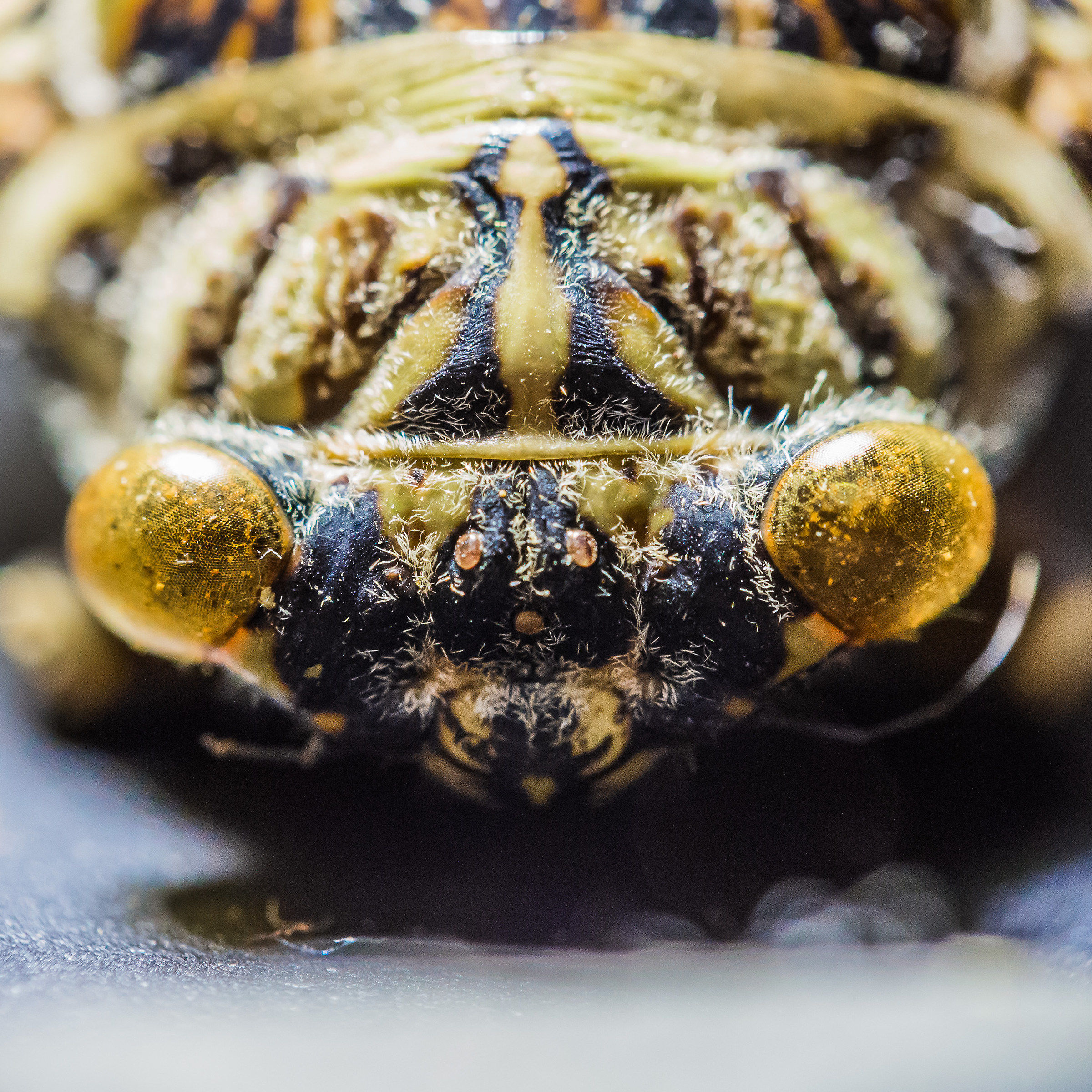 Prime prove di macro coupling