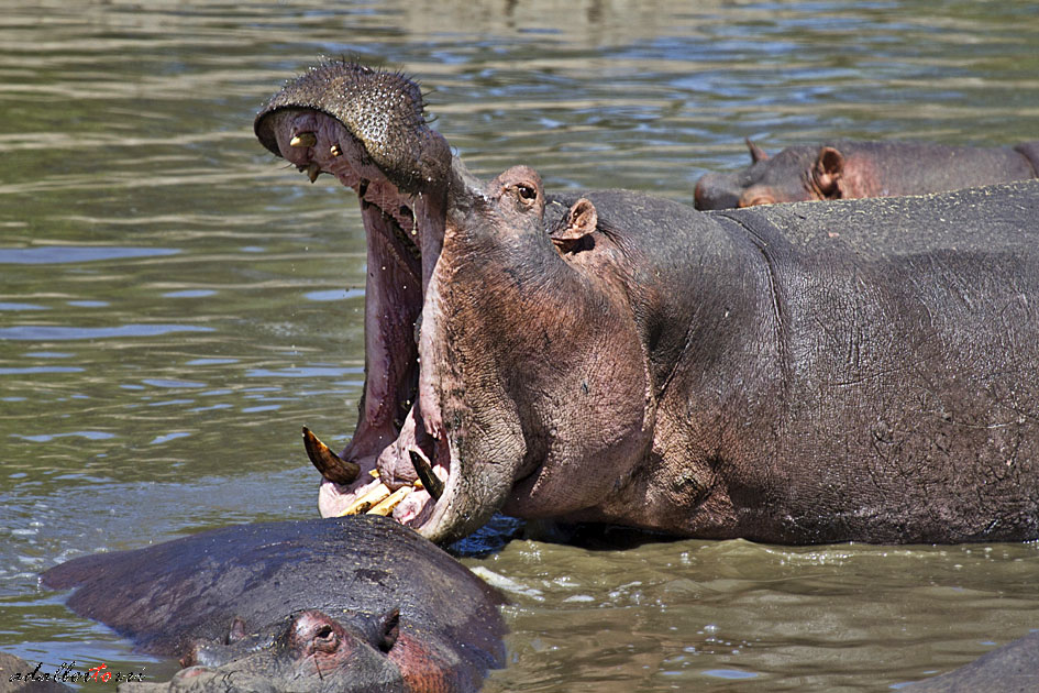 What a bore in the evening here at the bar .....