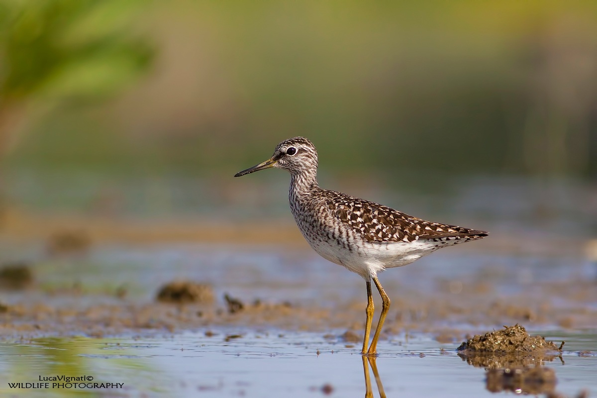 Piro Piro boschereccio