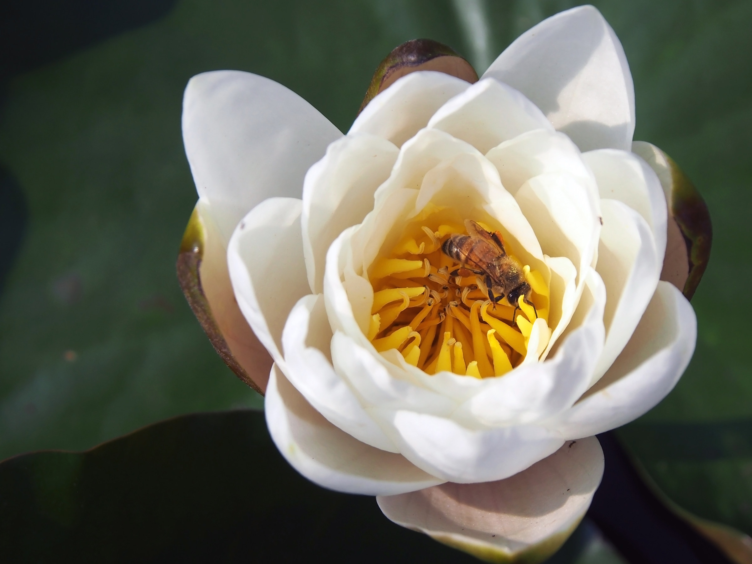White water lily with bee