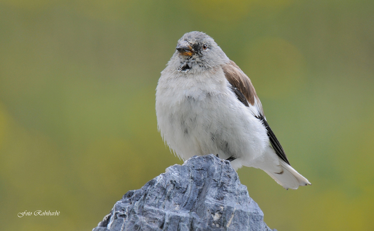 Fringuello alpino....