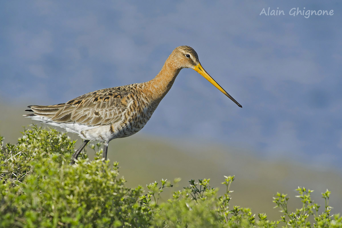 il quieto scendere della pittima reale