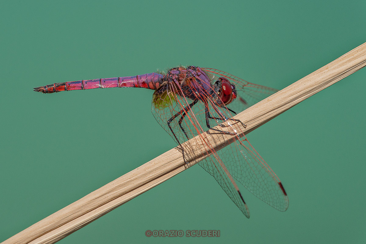Dragonfly
