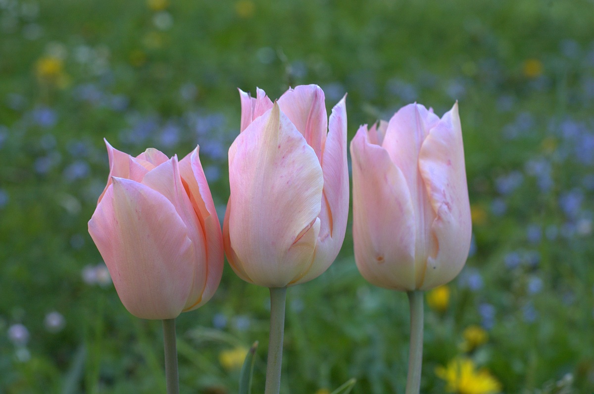 Tulipani Rosa