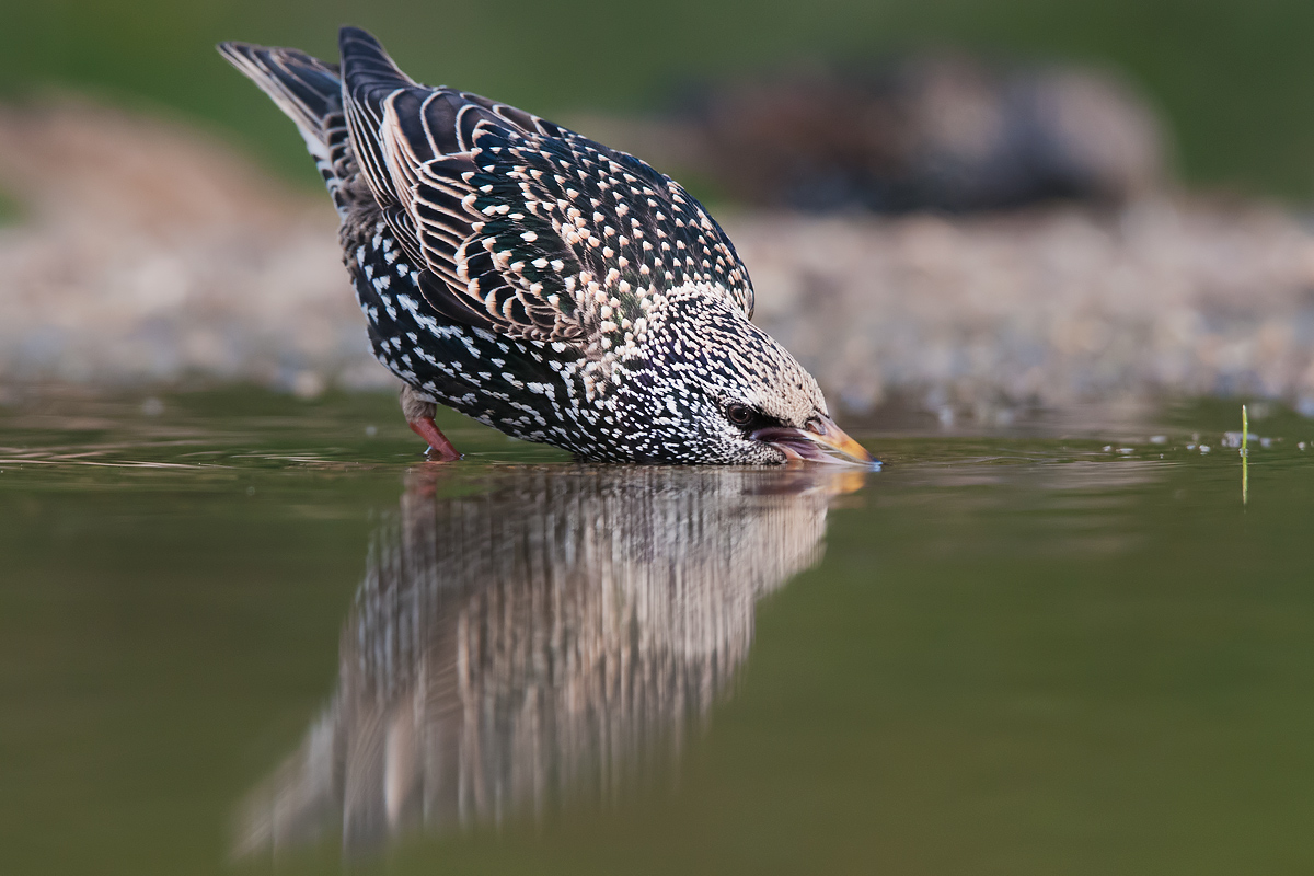 Storno in abbeverata
