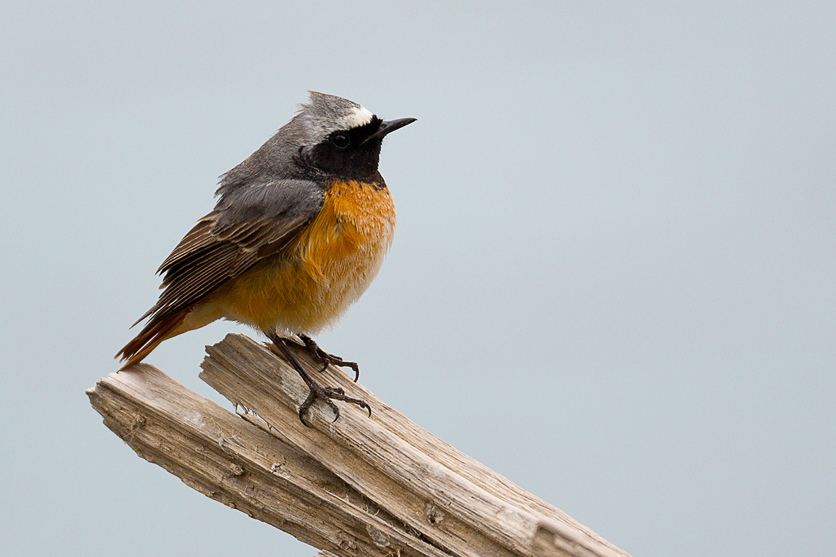 Phoenicurus phoenicurus - Codirosso