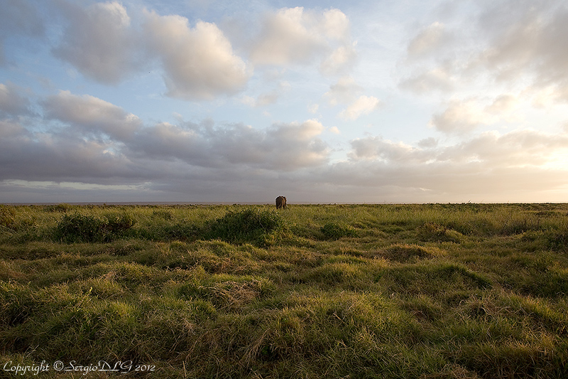 Kenya, Amboseli, febbraio 2012