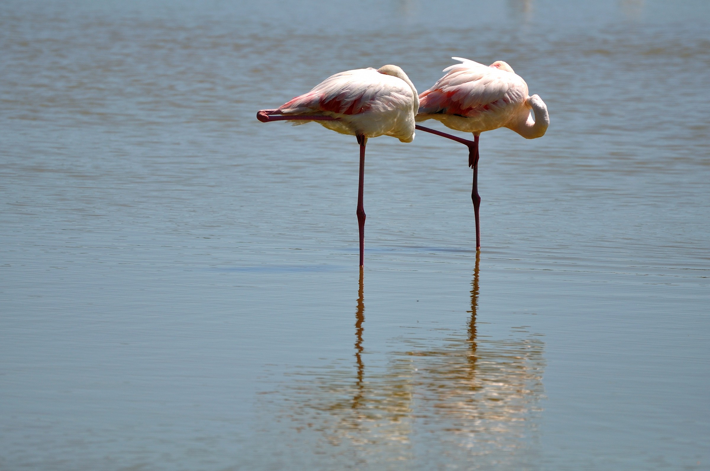 Pont de Gau Ornithological Park France