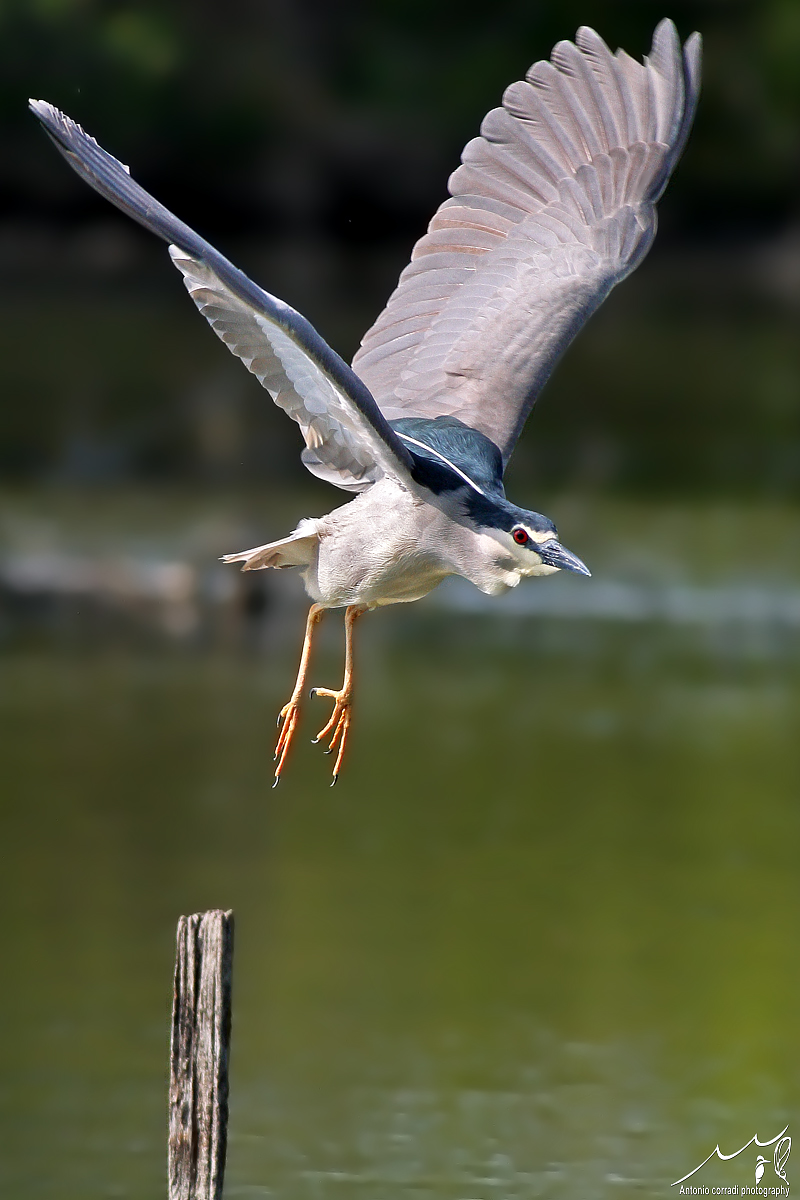 Nitticora in partenza......