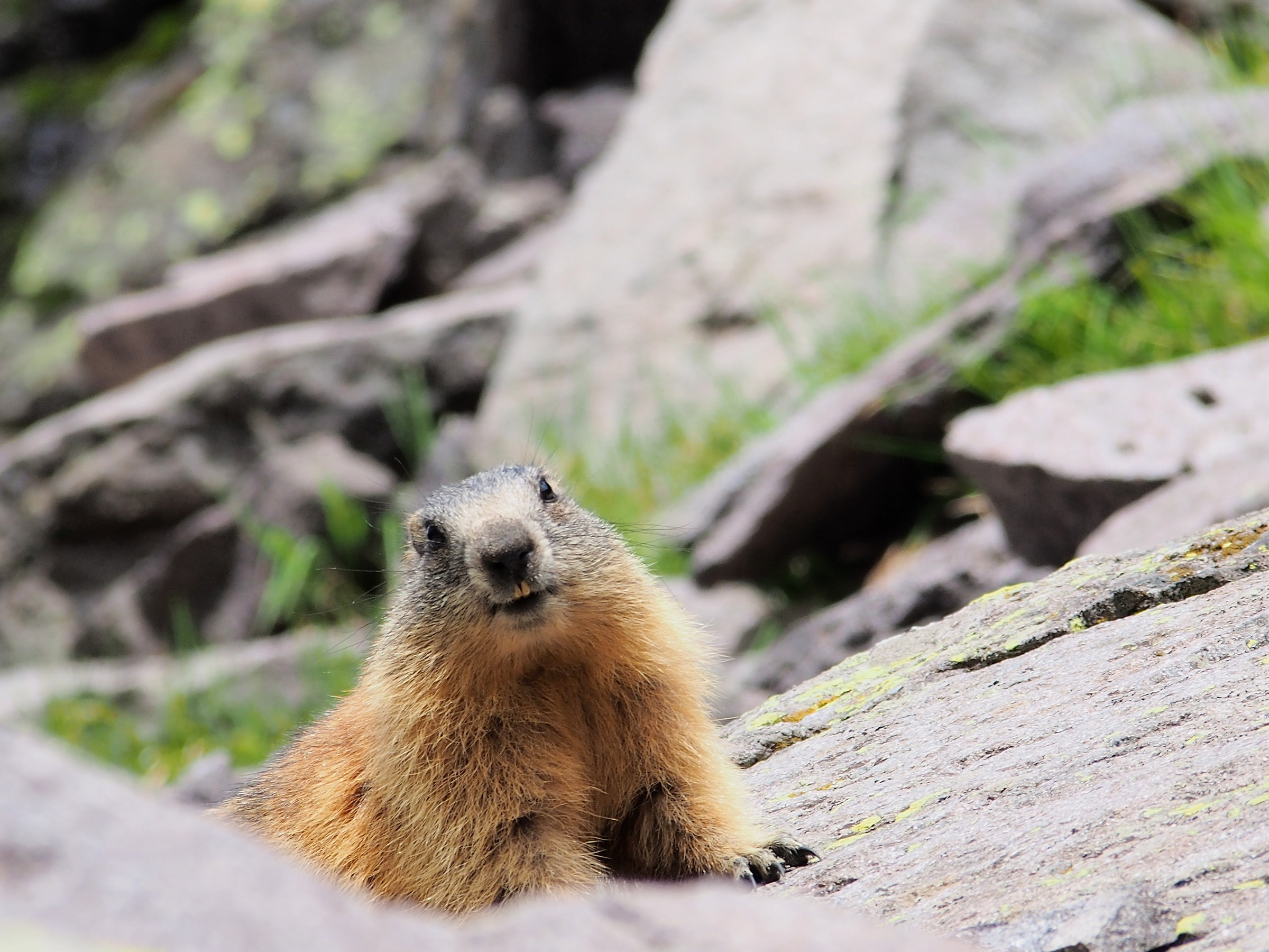marmot