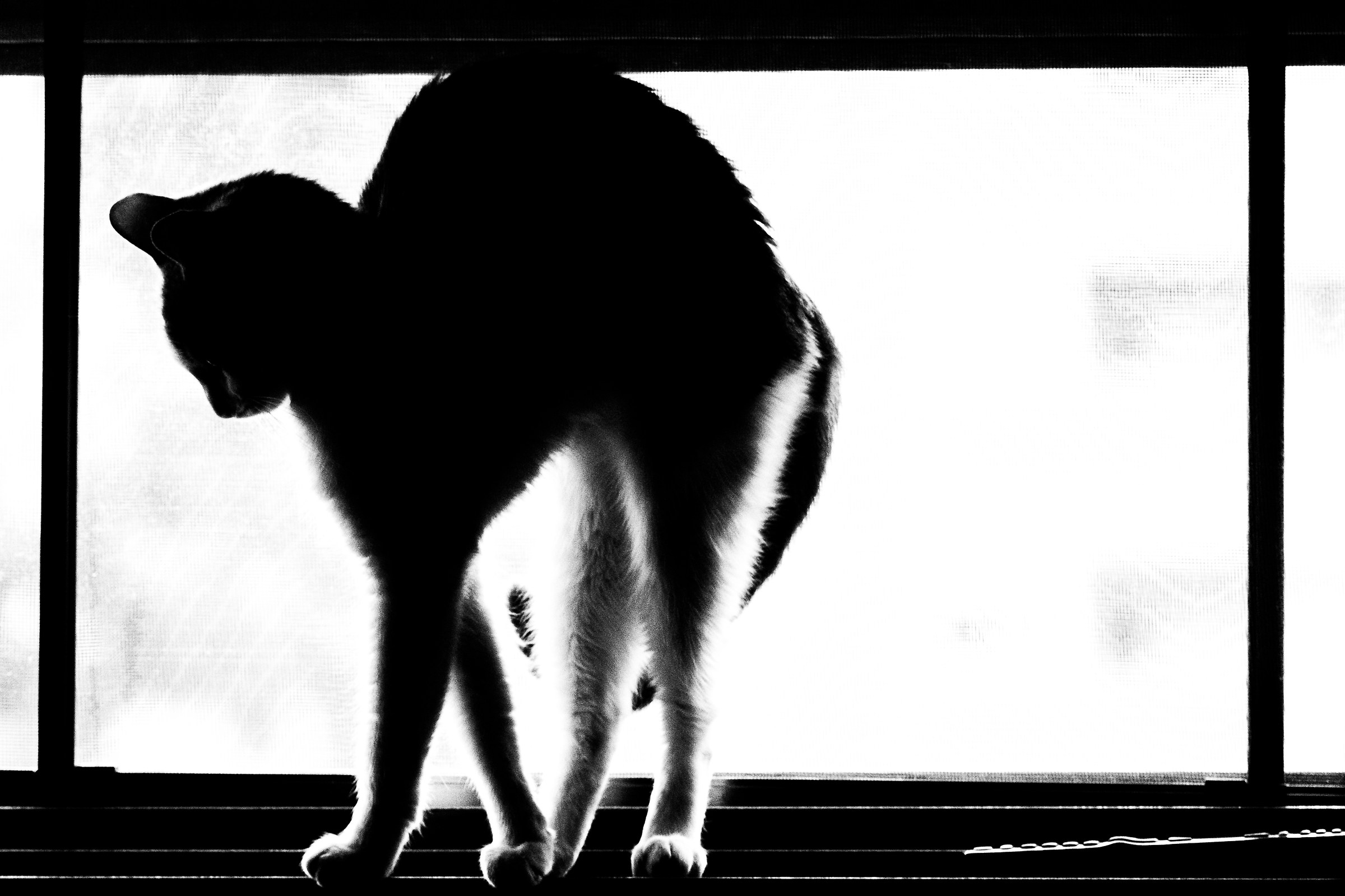 La Poppi sul tetto che scotta