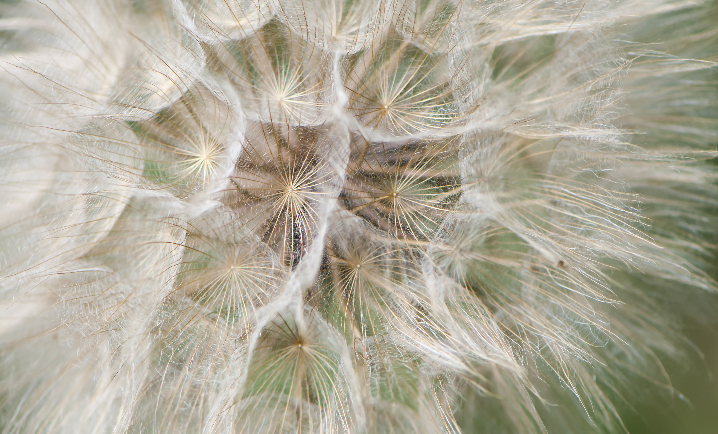 Dandelion
