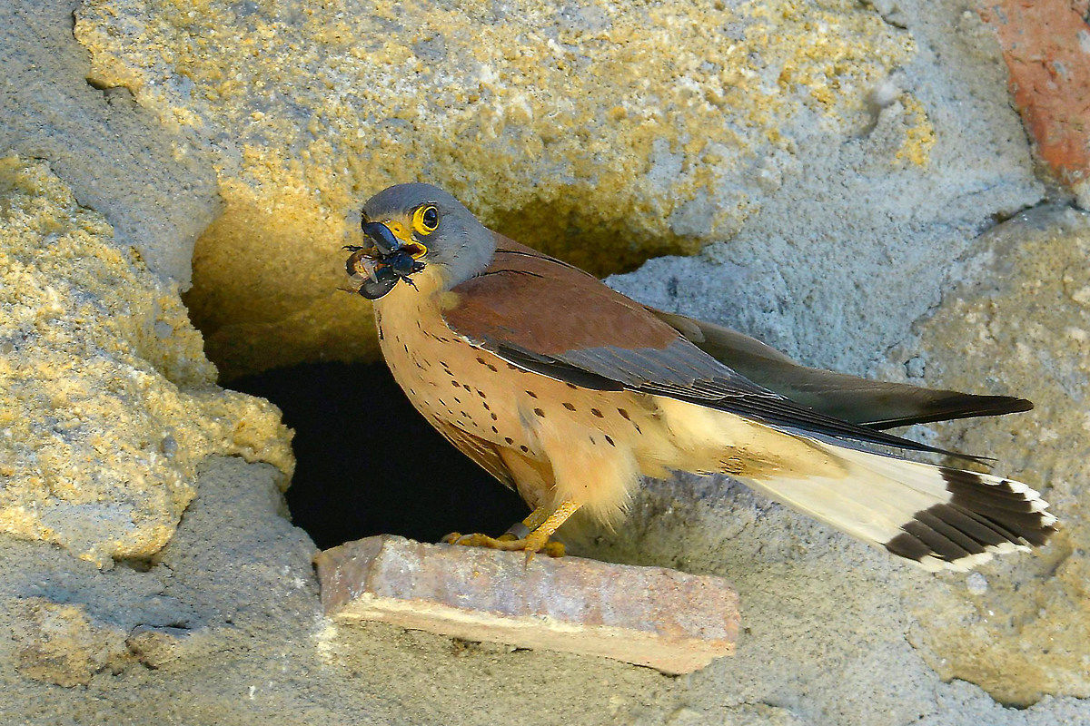 grillaio front door of the house