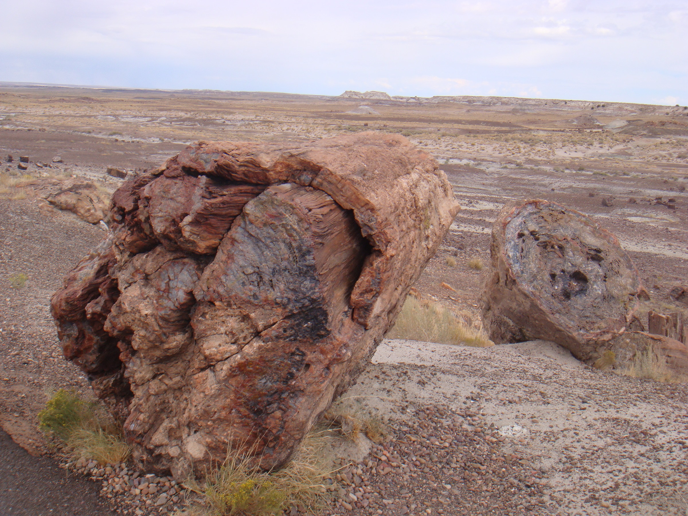 Petrified desert 3