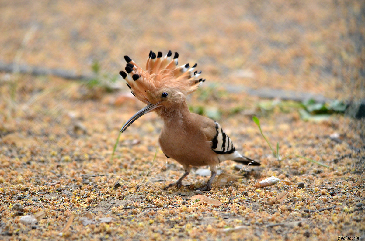 hoopoe