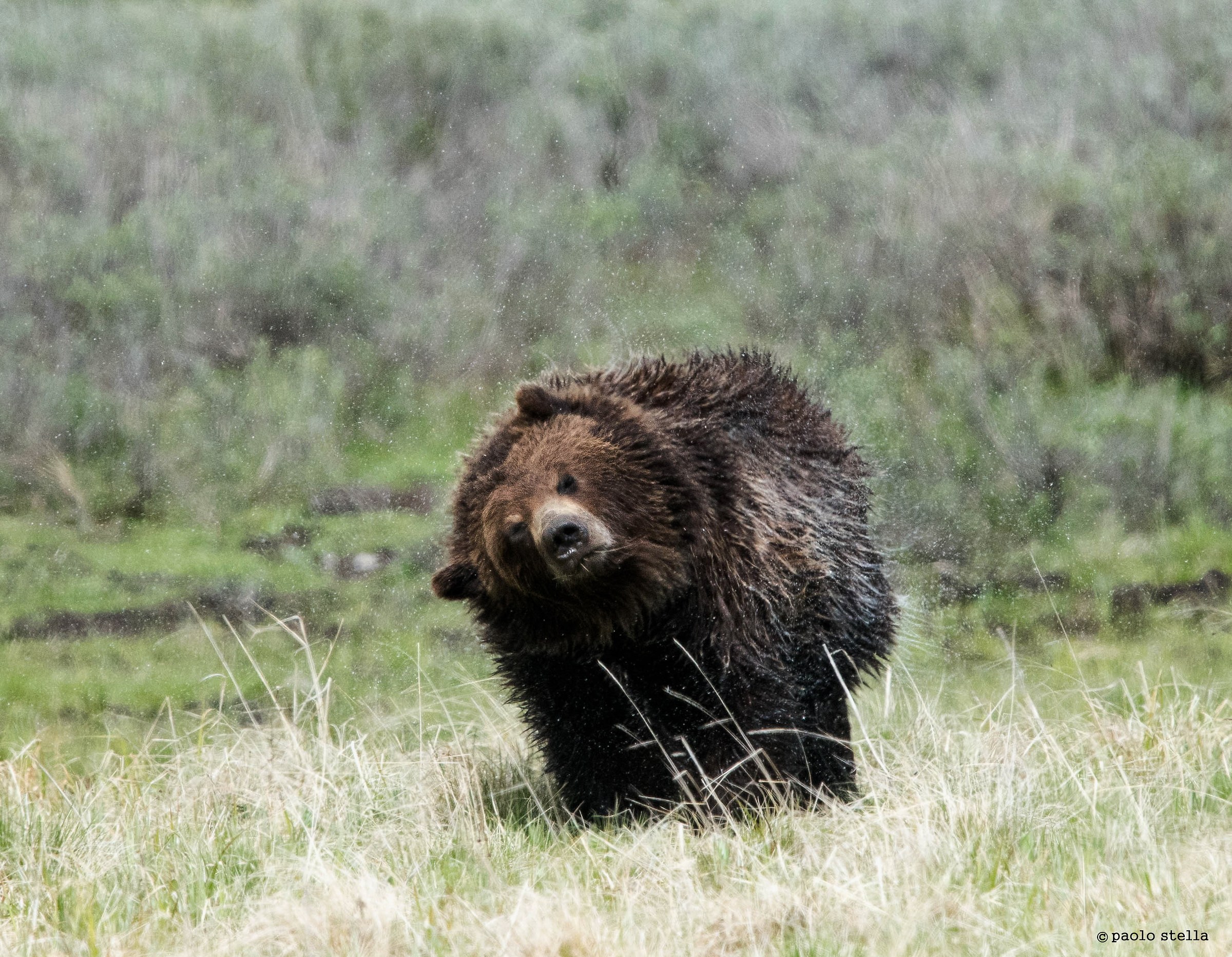 the grizzly shakes .....
