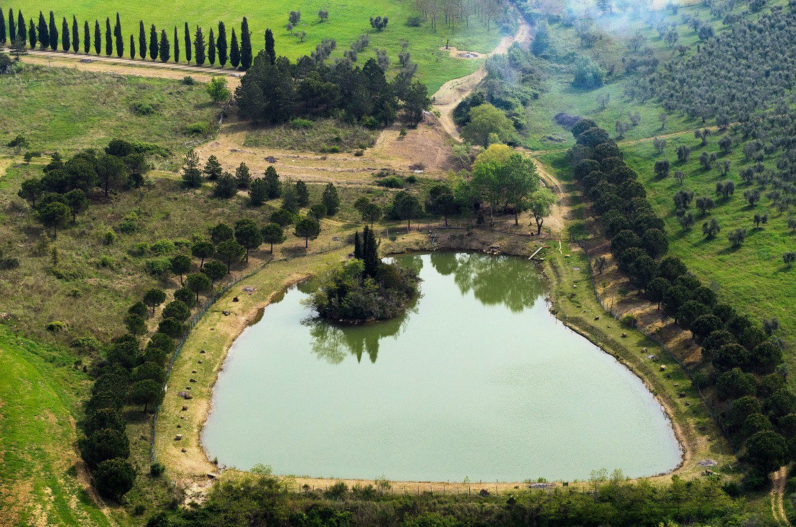 pipistrello in volo...