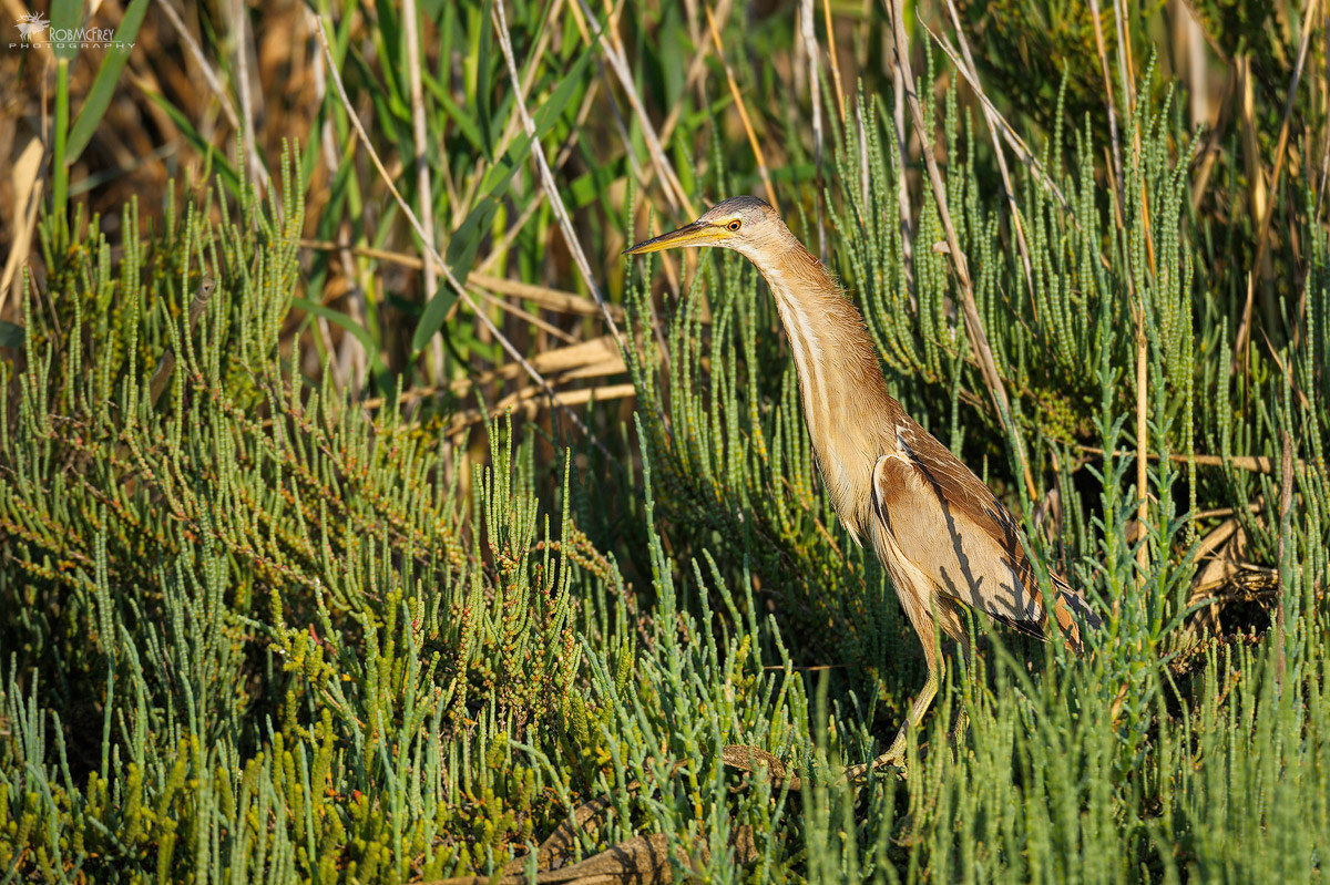 Bittern