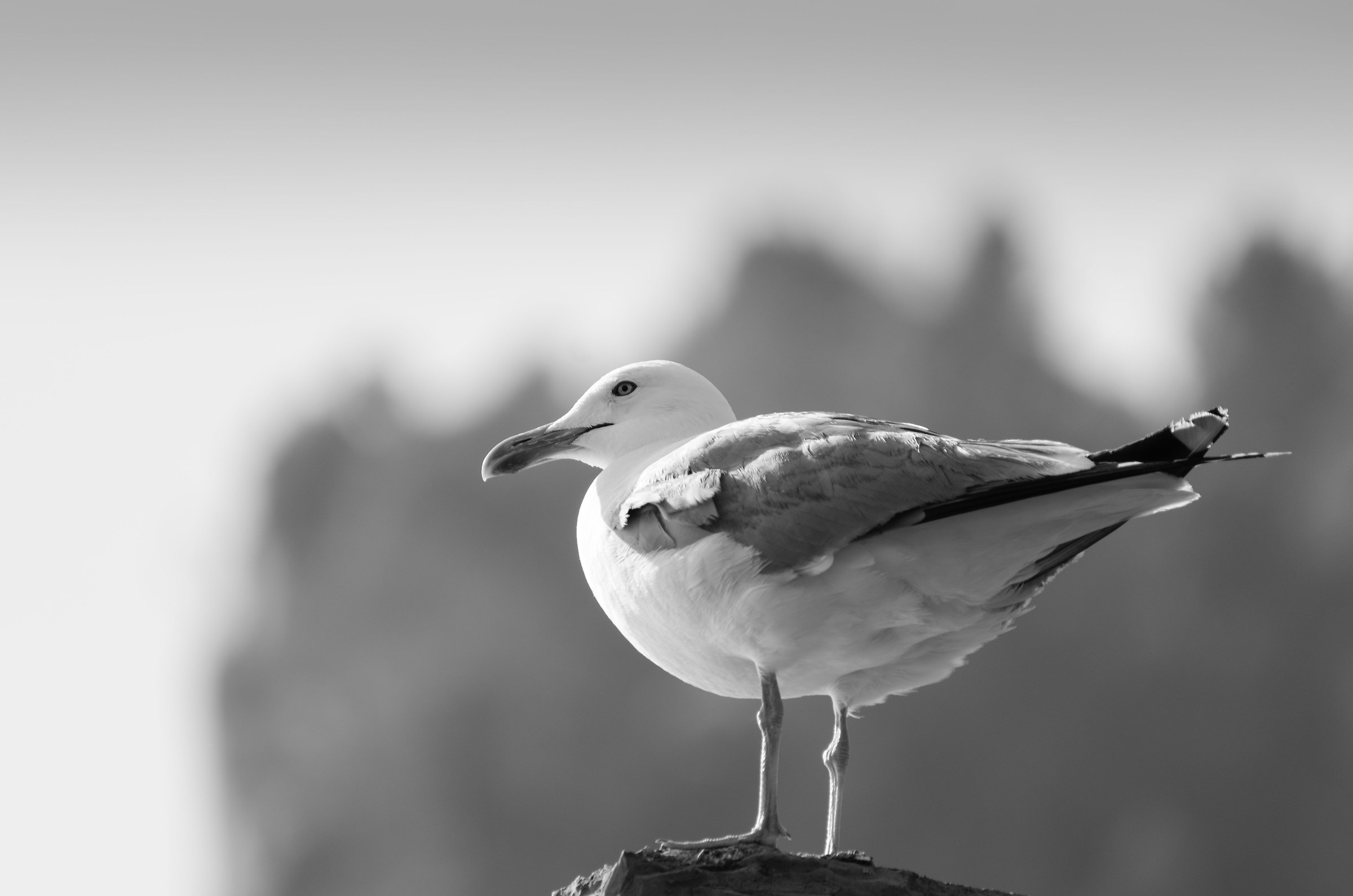 Un bel Gabbiano a Portovenere