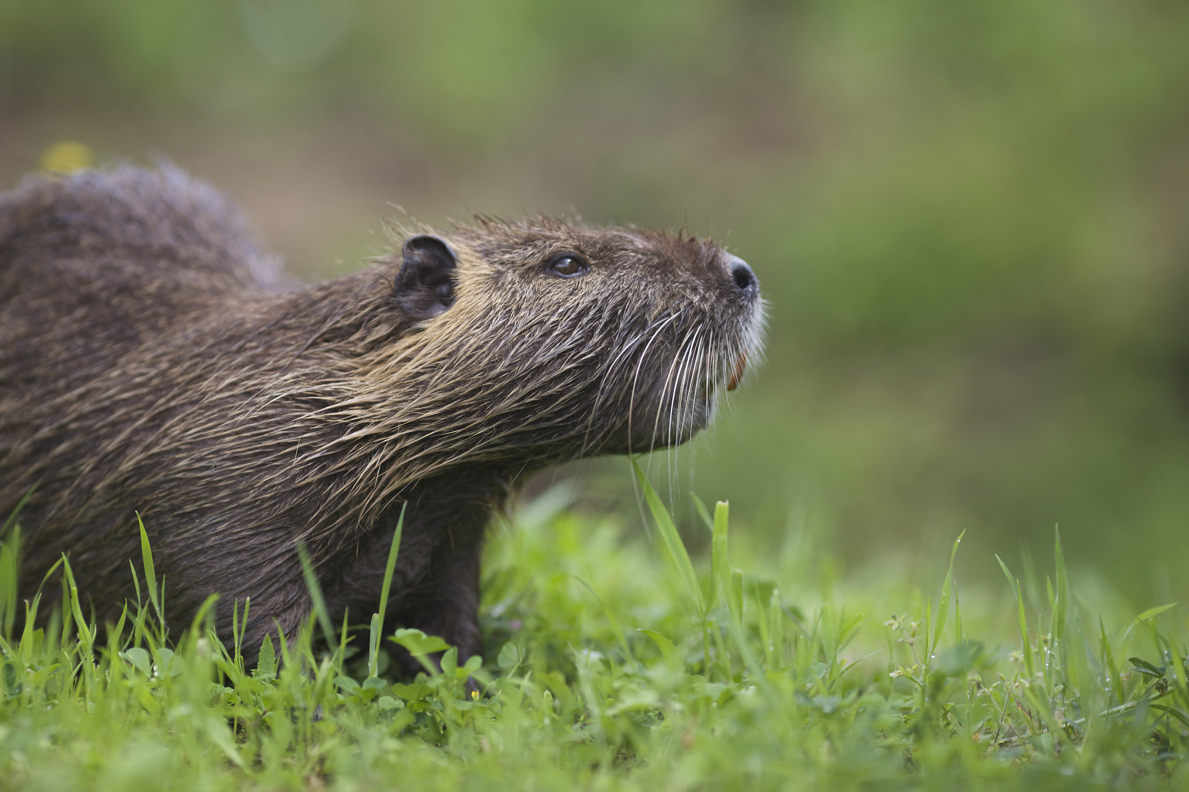 Nutria