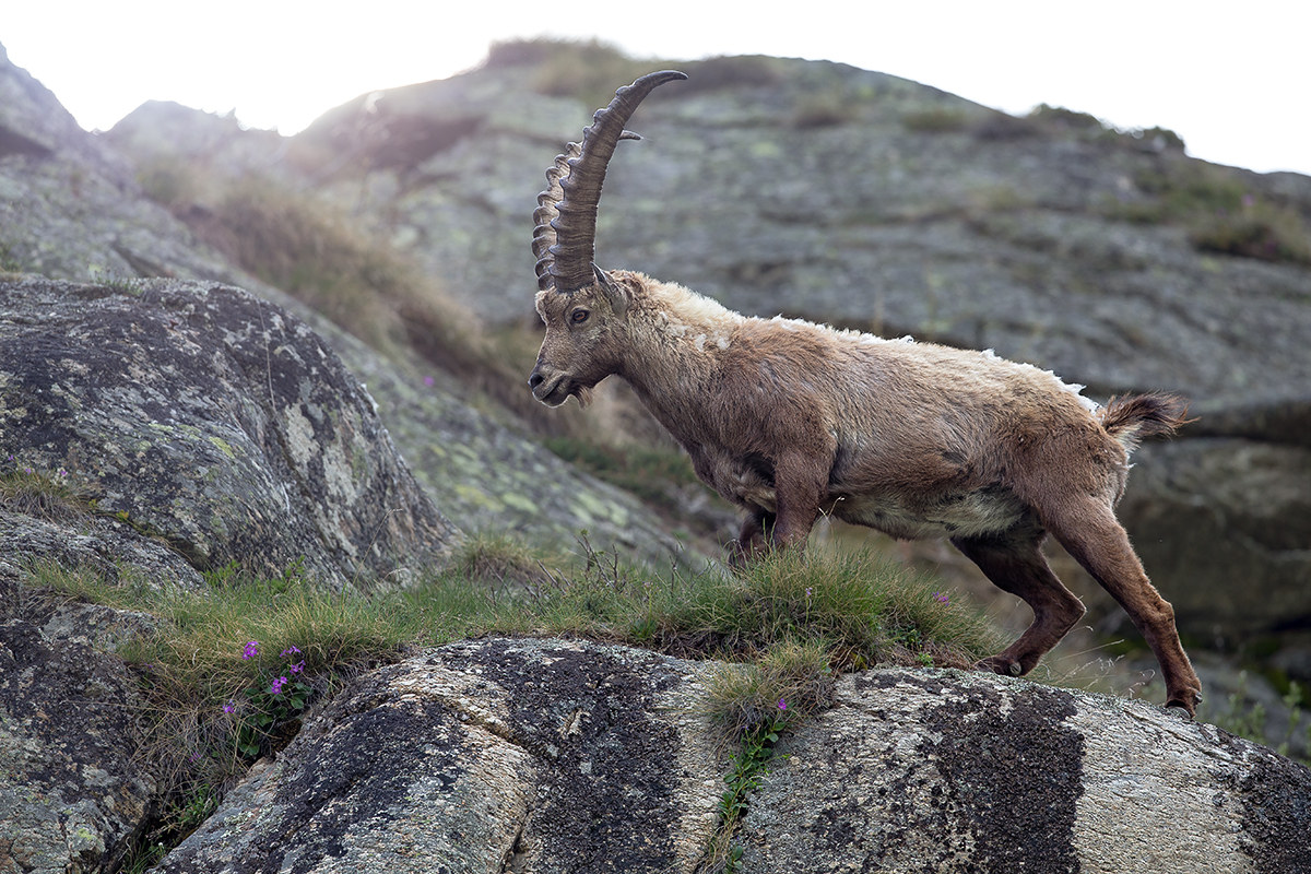 L'orgoglio dello Stambecco