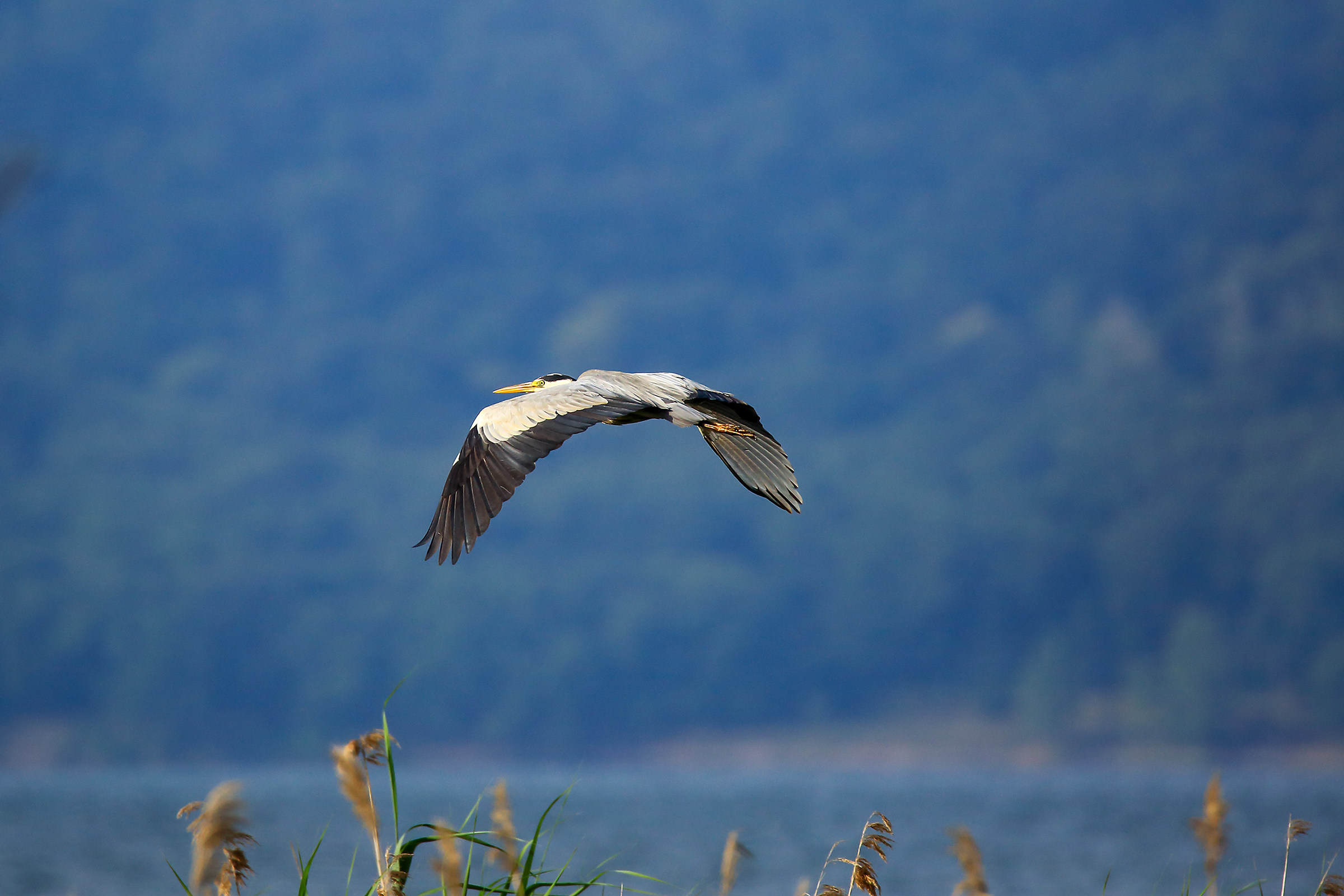 Grey Heron 1 year after