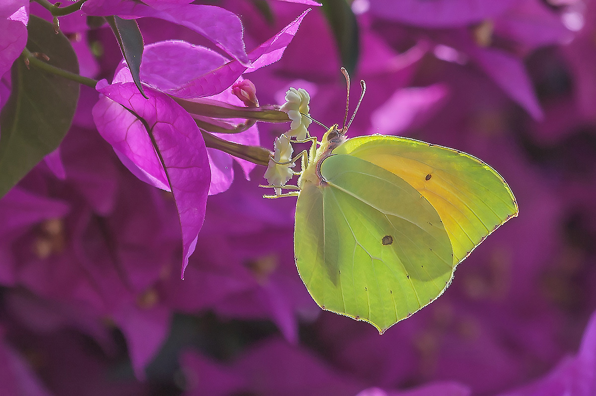 Gonepteryx cleopatra