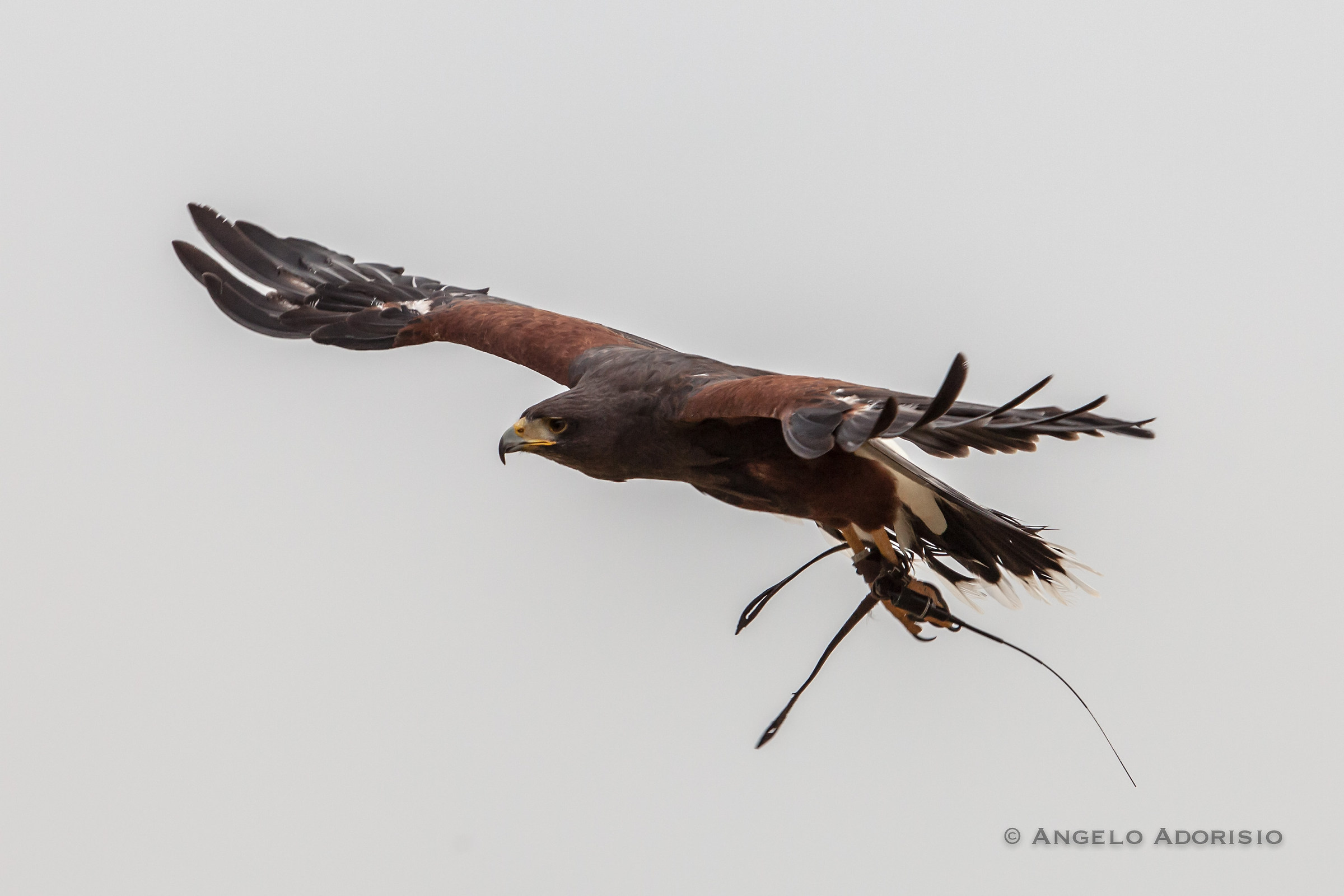 Trevignano Romano - Flight Center Raptors