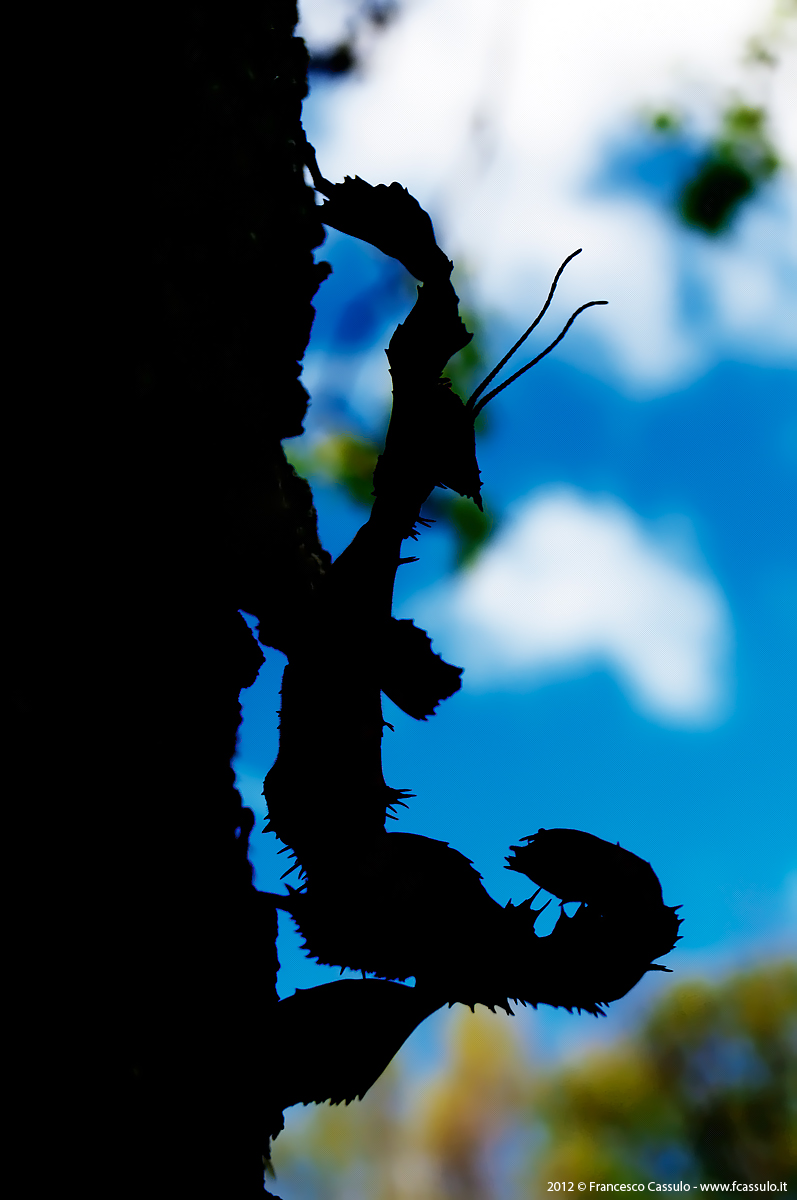 Extatosoma tiaratum Macleay, 1826