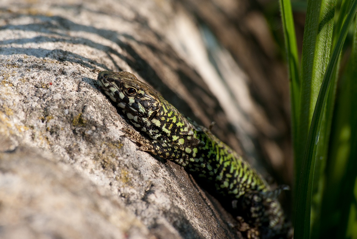 Lucertola a inizio primavera