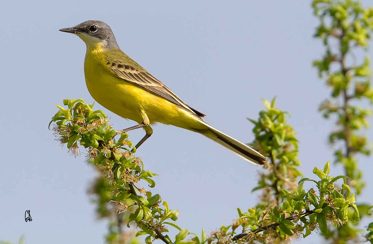 Wagtail