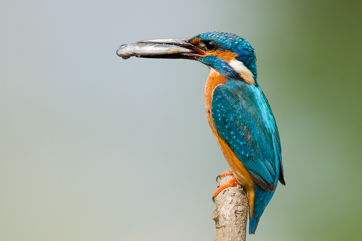Kingfisher
