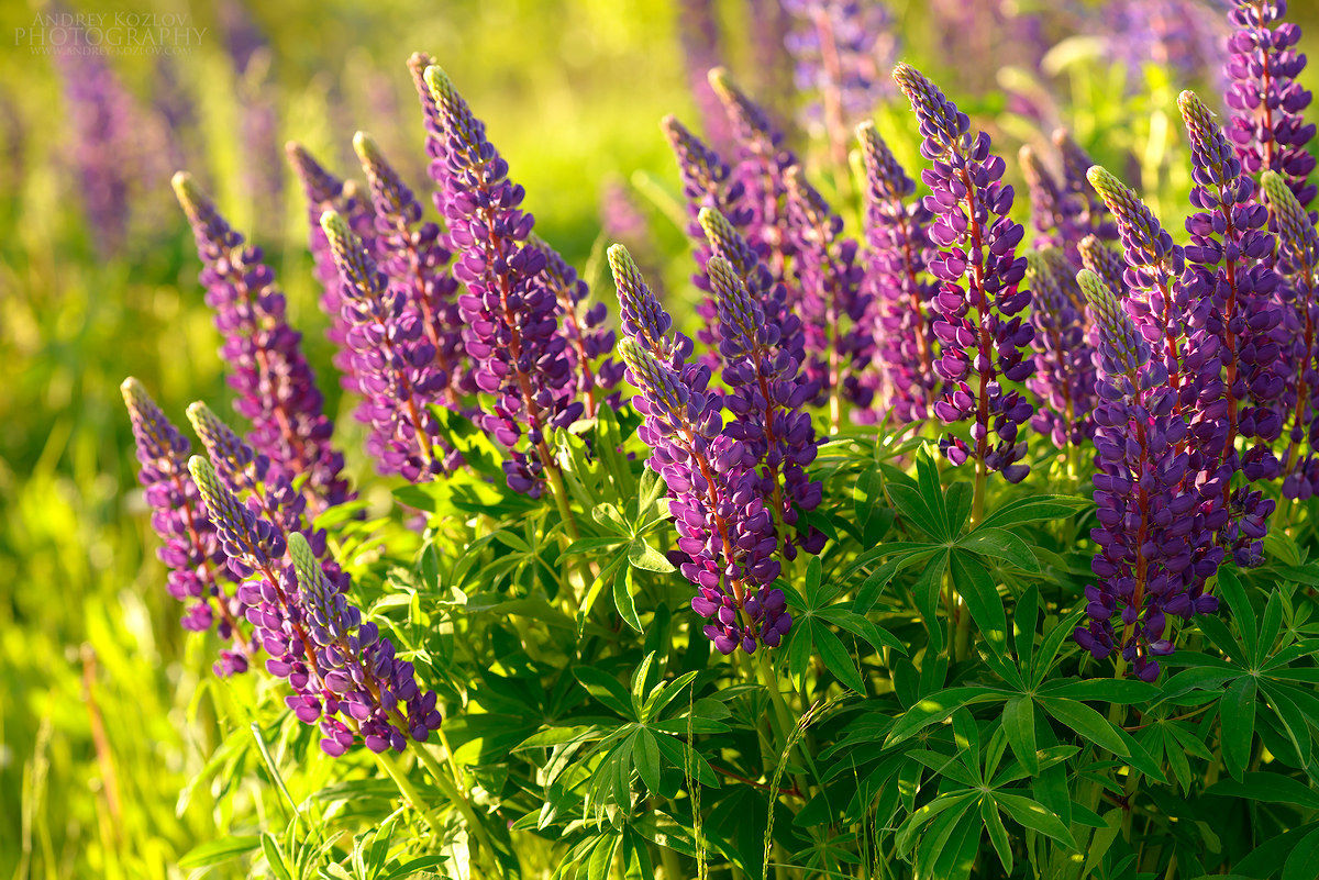 Lupines