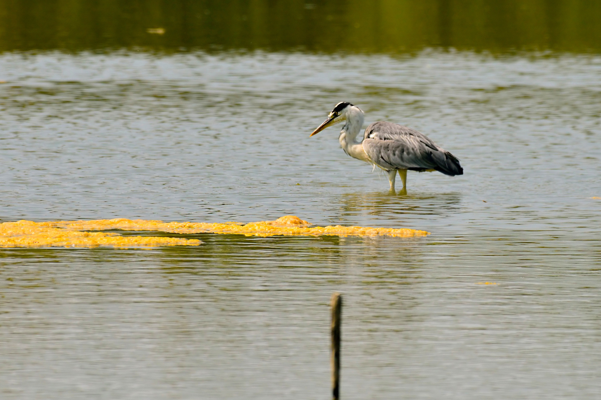 Grey Heron