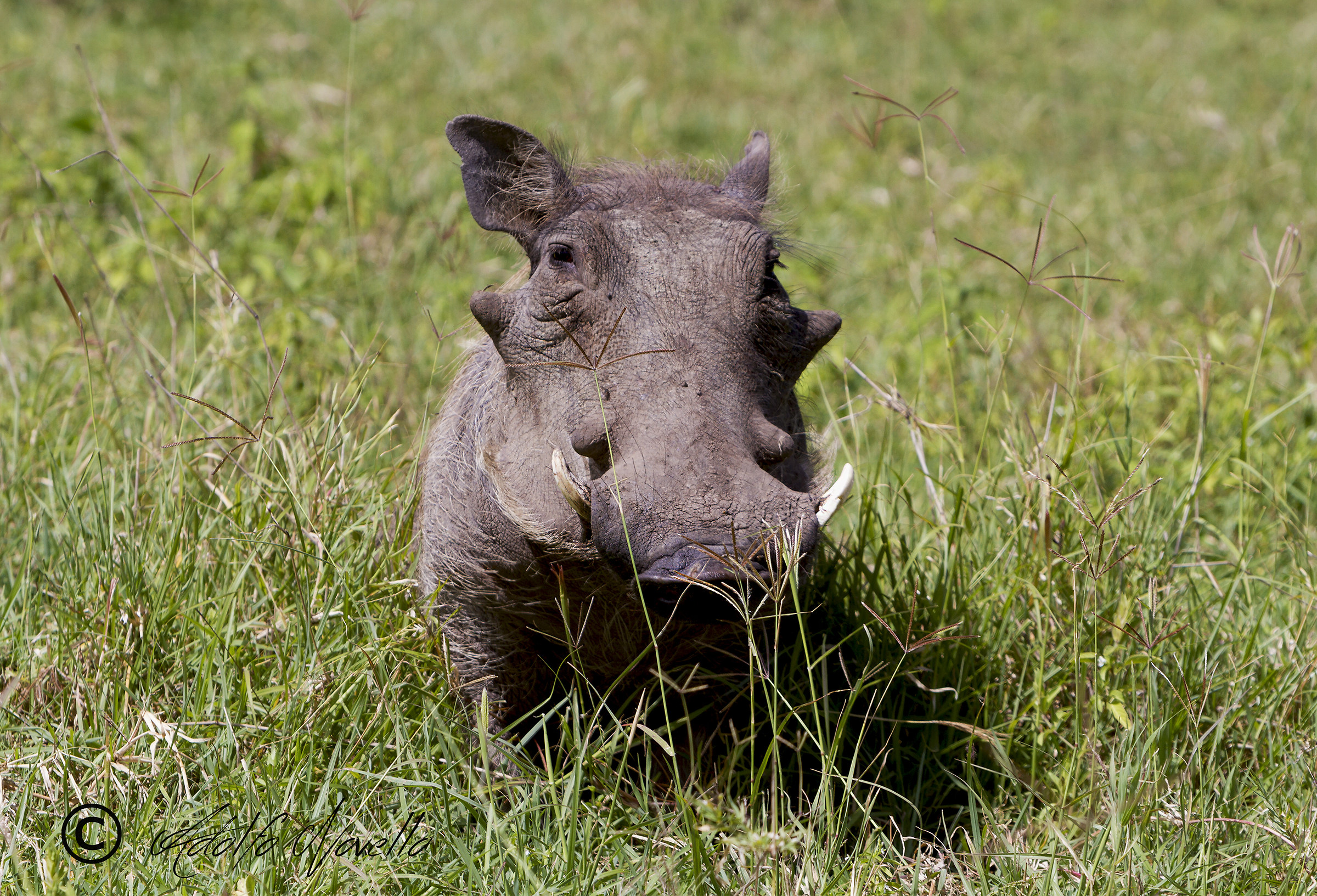 Warthog