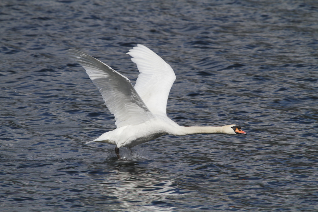 Swan flying over Lake Como
