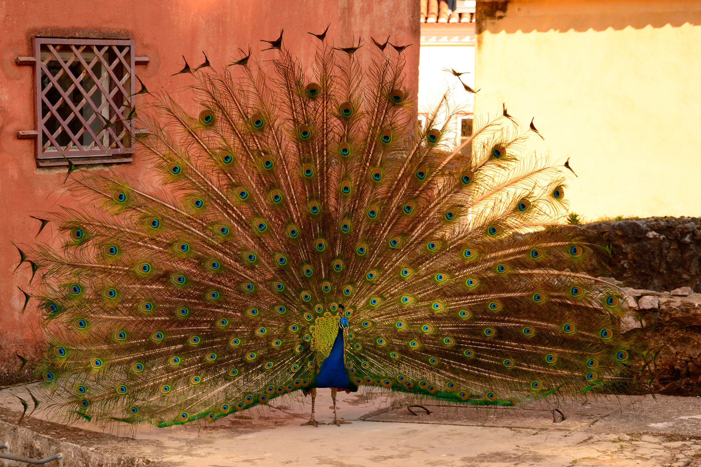 Pavone - Castello di San Giorgio - Lisbona