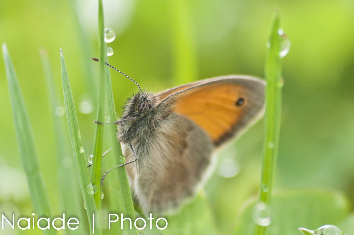 Coenonympha Pamphilus
