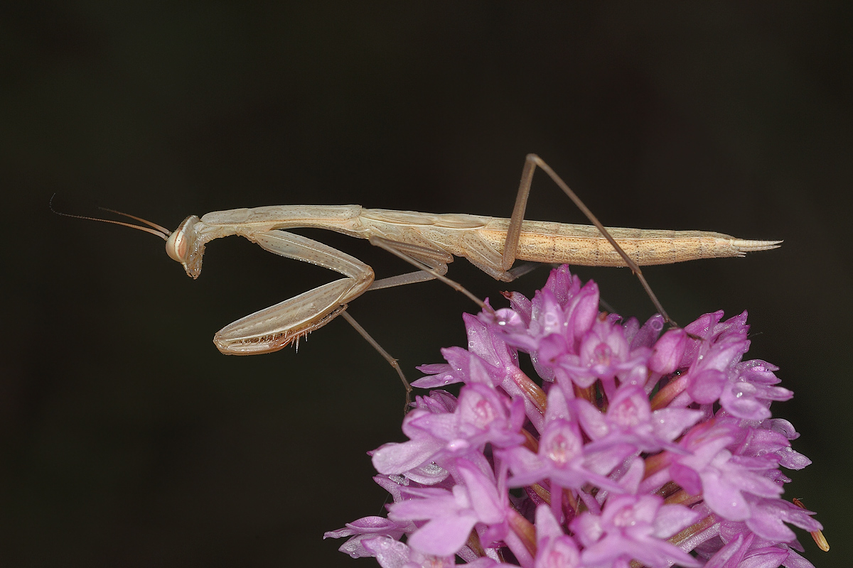 Mantide religiosa su fiore