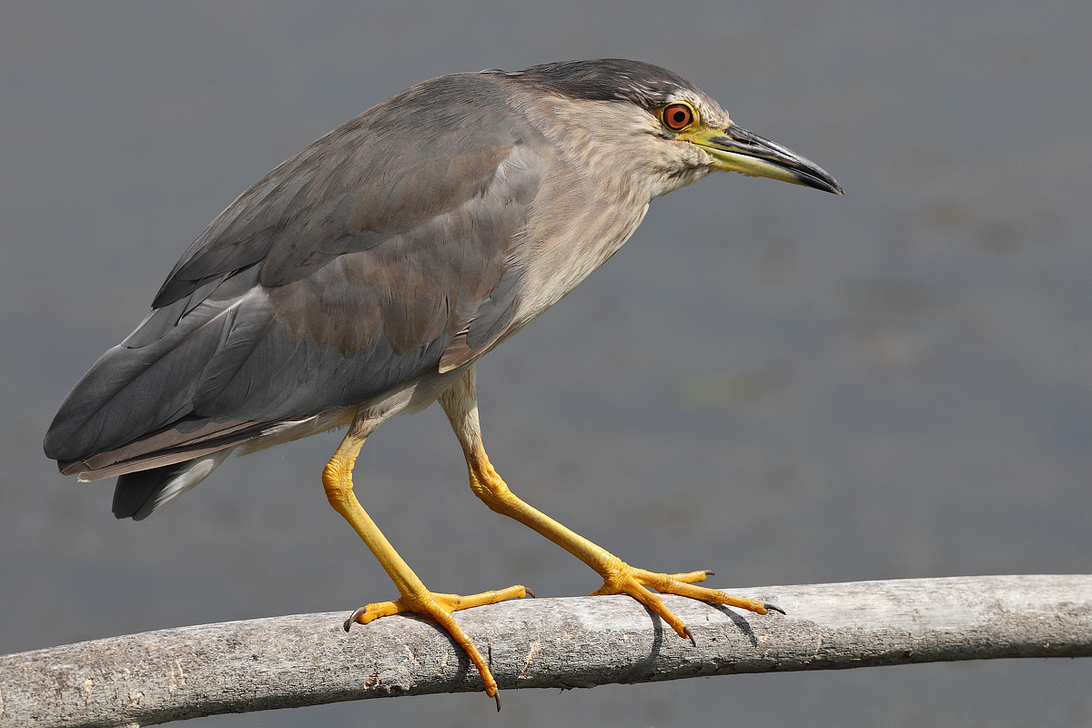 Night Heron