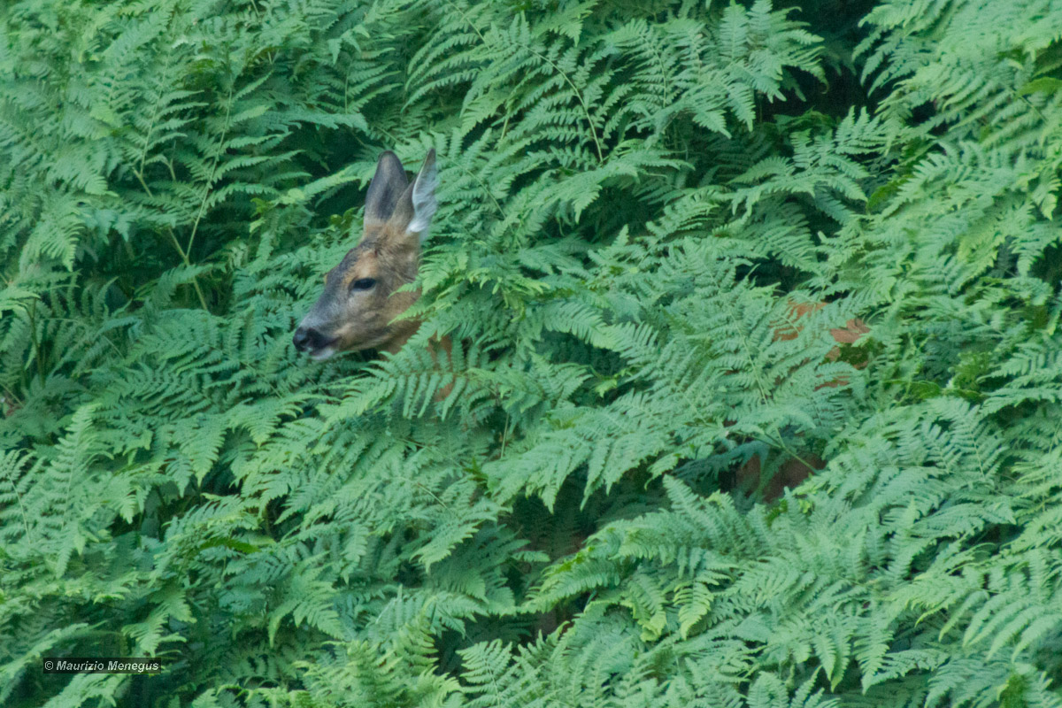 Giochiamo a nascondino?