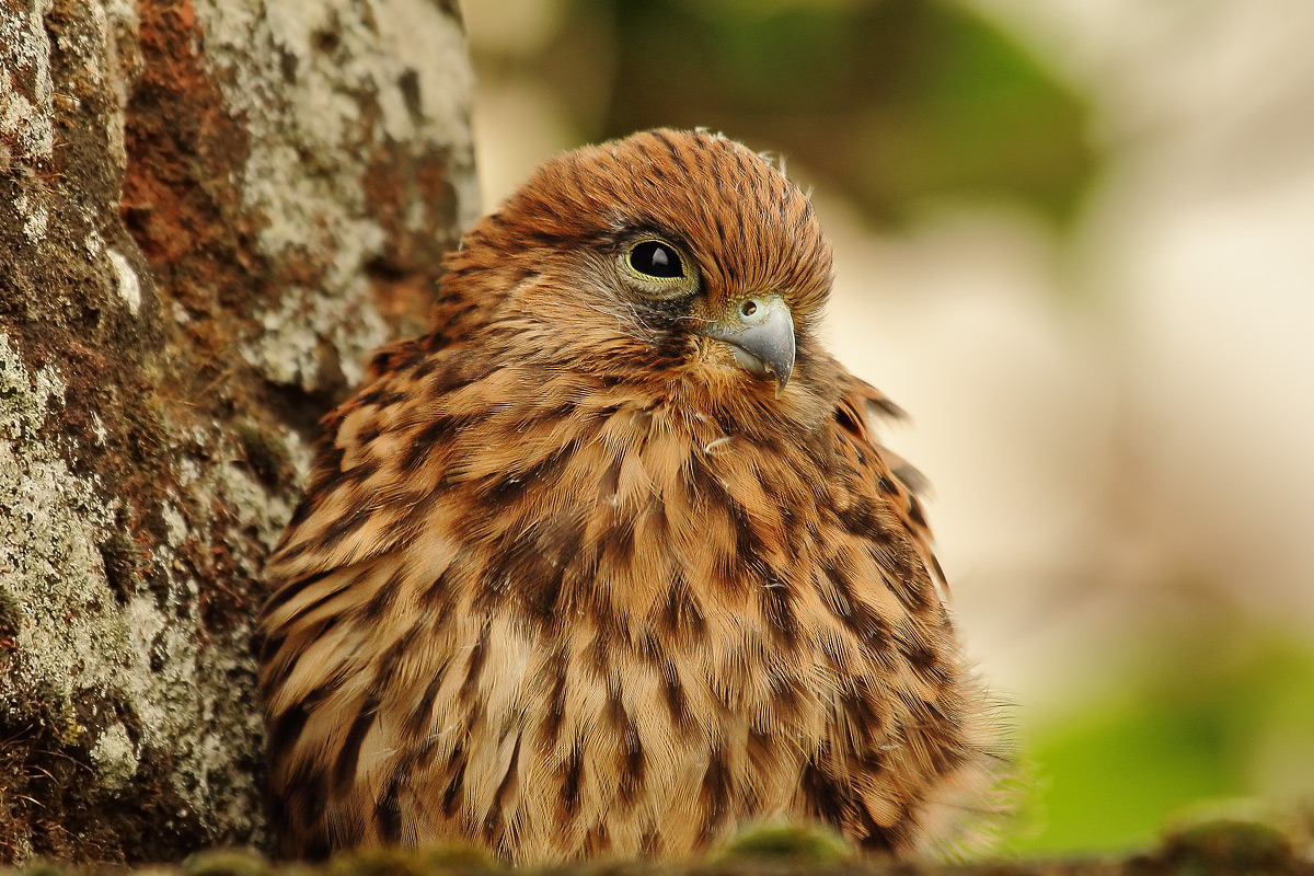 speriamo che se la cavi