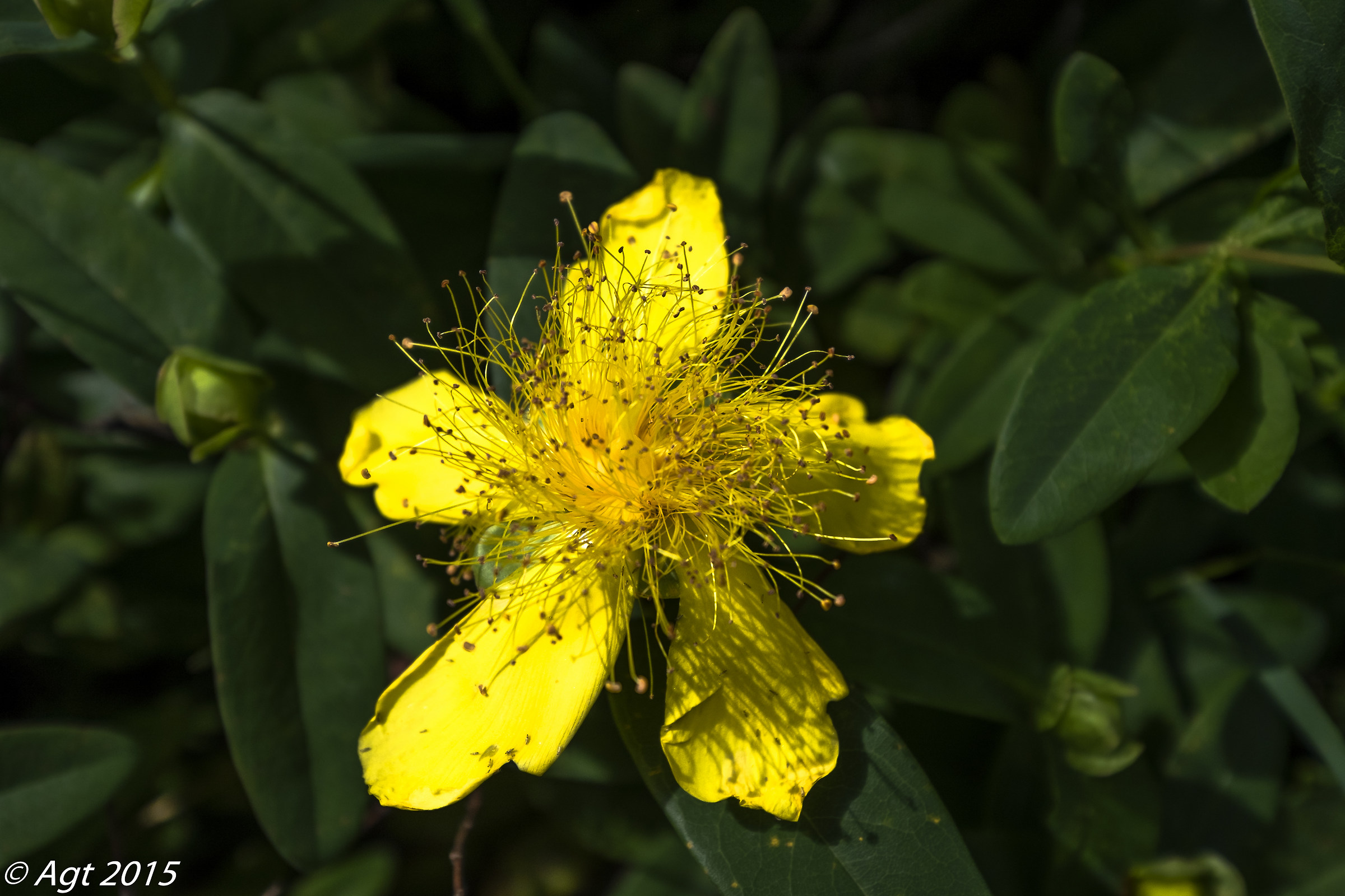 fiore dell'appennino