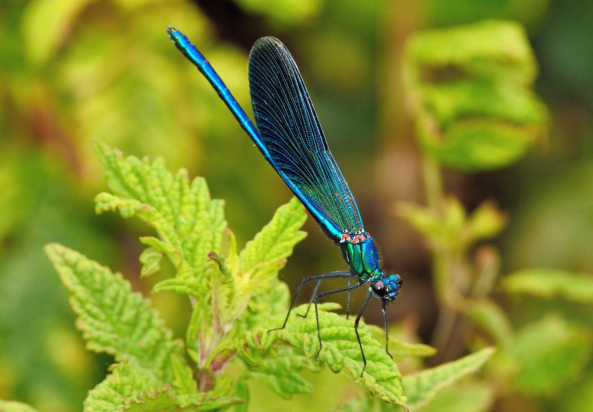 Calopteryx virgo - Male