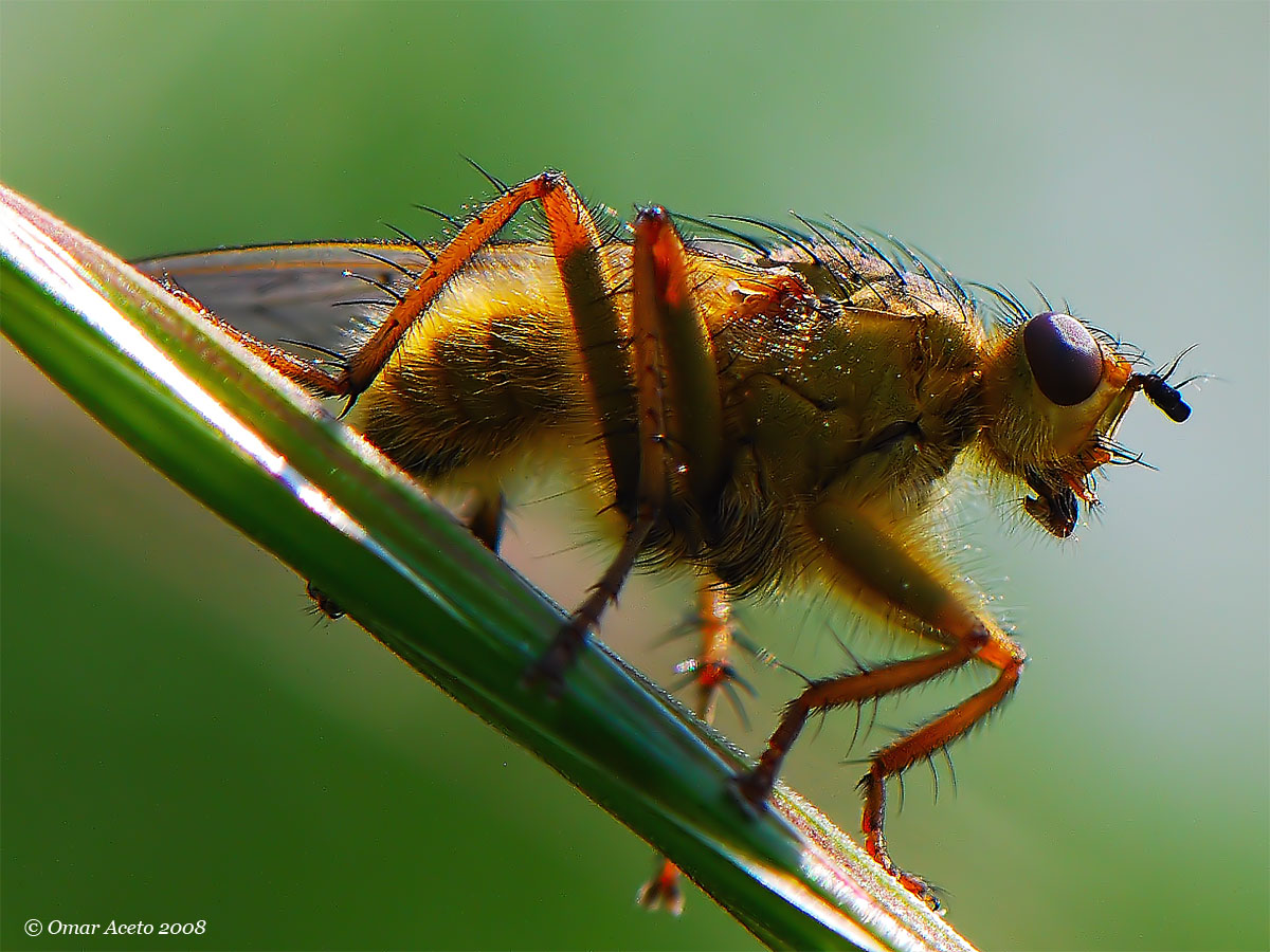 Scathophaga_stercoraria_