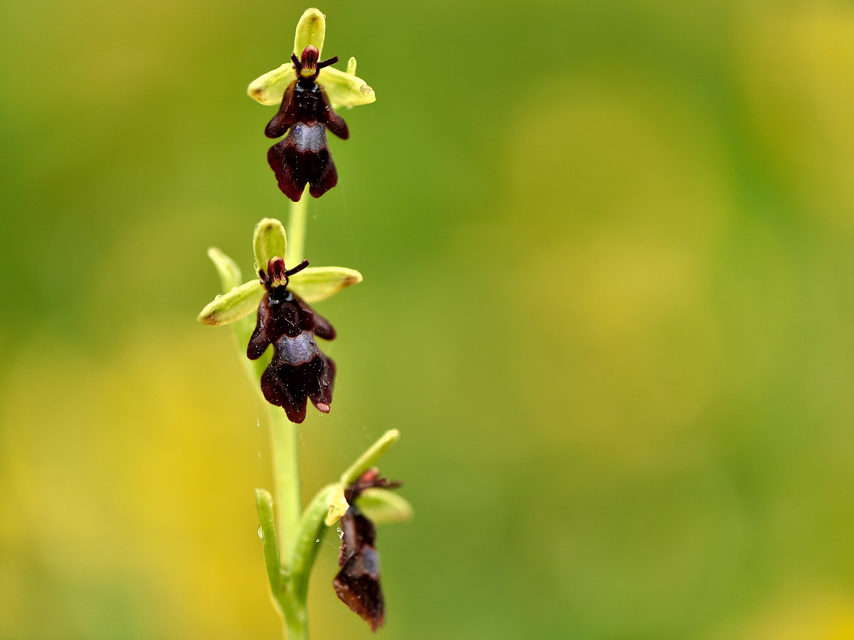Ophrys Insectifera