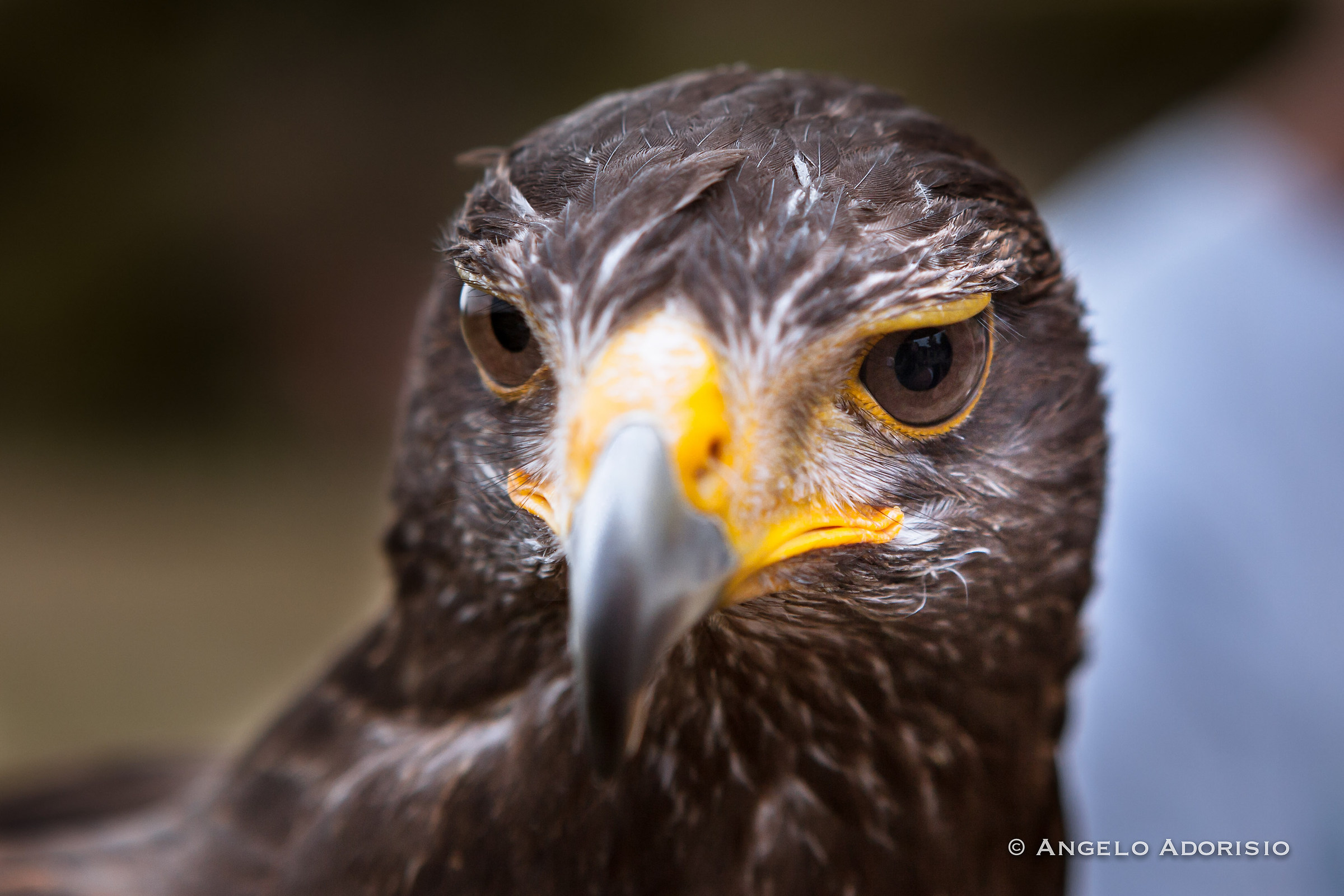 Trevignano Romano - Flight Center Raptors