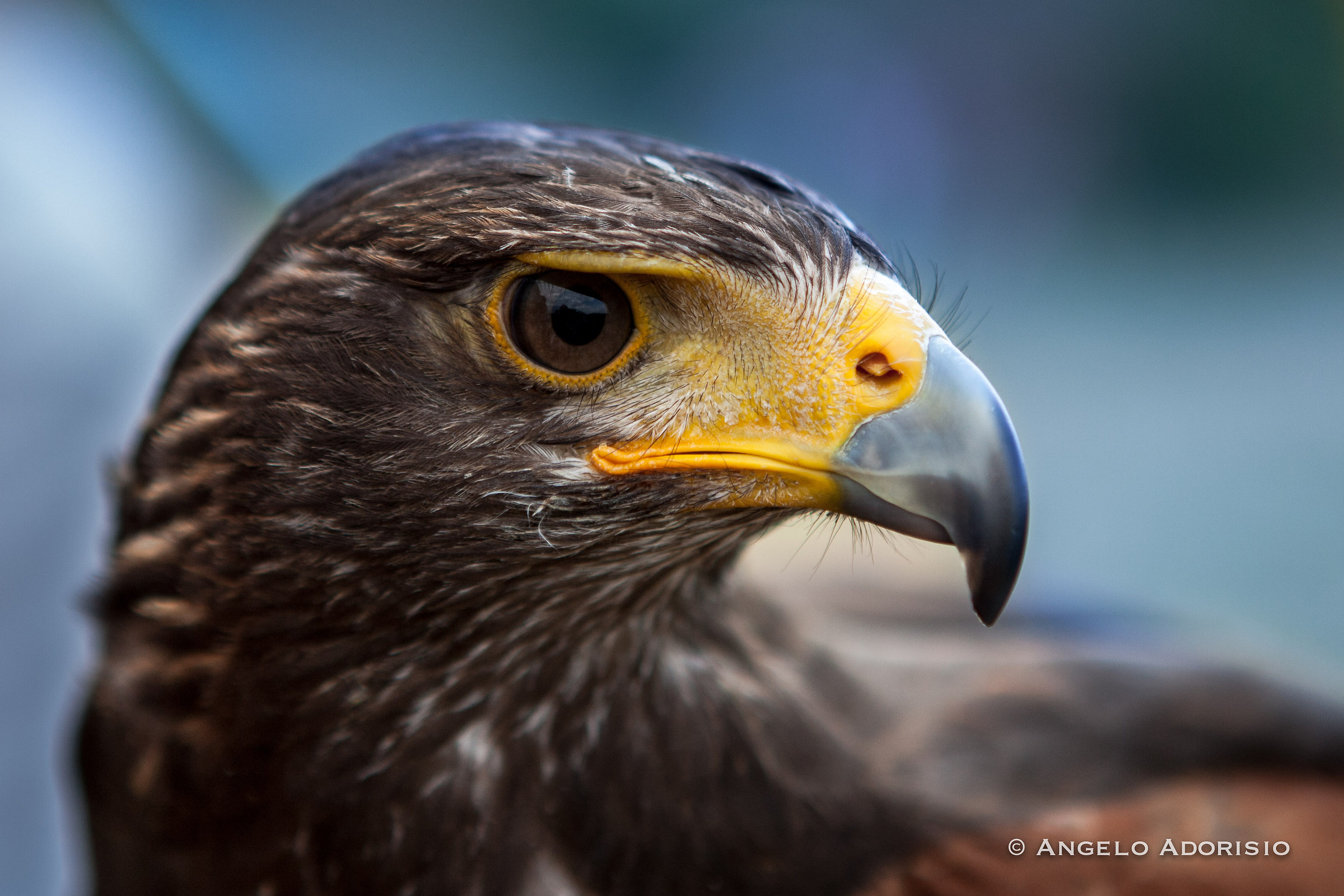 Trevignano Romano - Flight Center Raptors